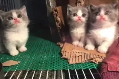 萌宠短视频运营实操课，​萌宠好物带货基础到进阶