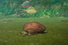 斑马百科：鱼类探秘-从外形到洄游的全指南