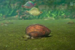 斑马百科：鱼类探秘-从外形到洄游的全指南