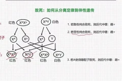 孟德尔遗传学突破：从分离定律到自由组合实战精讲