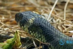 动物老师教发明：10大仿生科技启蒙课