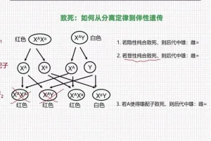 孟德尔遗传学突破：从分离定律到自由组合实战精讲