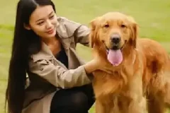 训狗教程视频 训狗师专业指导零基础自学宠物训练犬课程