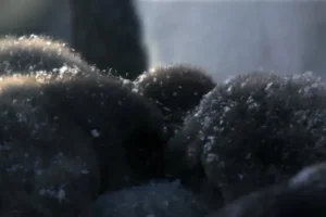 安迪的动物宝宝全20集1080P高清