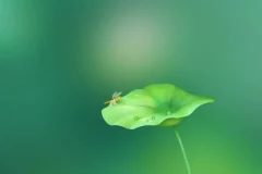 历史存在本体论精讲：6节视频+音频课