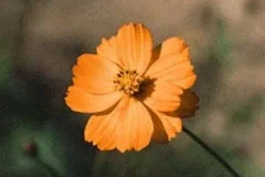 CHEN(金钟大)《Before the Petals Fall》[无损FLAC/MP3/140MB]