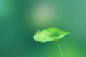历史存在本体论精讲：6节视频+音频课