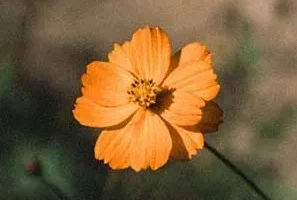 CHEN(金钟大)《Before the Petals Fall》[无损FLAC/MP3/140MB]