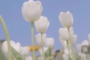 伍伍老师摄影教程：从基础到高级全攻略