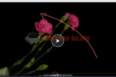 【会跳舞的花朵】从零到精通视频教程—2小时深度掌握频闪花卉创意摄影