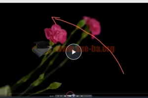 【会跳舞的花朵】从零到精通视频教程—2小时深度掌握频闪花卉创意摄影