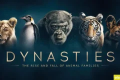 BBC纪录片王朝 Dynasties（2018）英文版全5集中英双字高清1080P