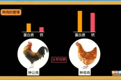 乐乐课堂生物动画大百科：6-15岁孩子的趣味学习指南