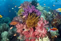 620本幼儿园绘本+教学视频：全面提升儿童阅读与学习能力