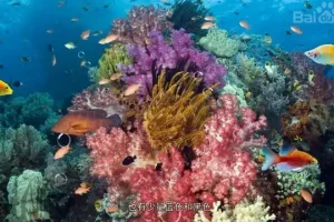 620本幼儿园绘本+教学视频：全面提升儿童阅读与学习能力