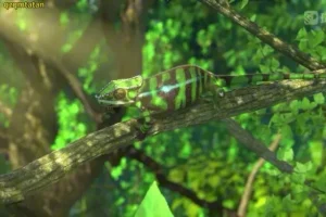 斑马百科：非洲动物世界探秘