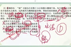 2024大懒猫言语强化课二期：高效提升言语技巧