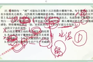 2024大懒猫言语强化课二期：高效提升言语技巧