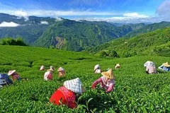 《精选220首山歌大全打包》[高品质MP3/320K/2.09GB]