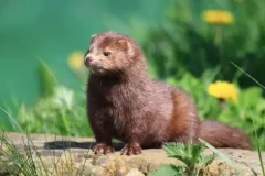 伯吉斯动物童话故事《水貂比利》 24集