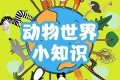 儿童睡前故事《动物世界的77个小知识》 77集 精灵袋鼠妈妈播音
