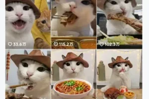 抖音可爱猫咪生活日记视频，涨粉快流量稳+多平台分发